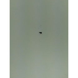 Selector Detent [KP08_99]